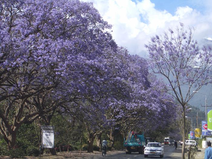 171_één van de mooiste bomen van Afrika de Jacaranda